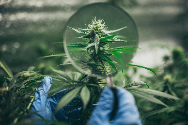 Therapeutic Power of Cannabigerol (CBG)  